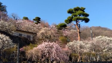 不老園 奥村不老園 開花状況