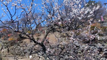 不老園 奥村不老園 開花状況