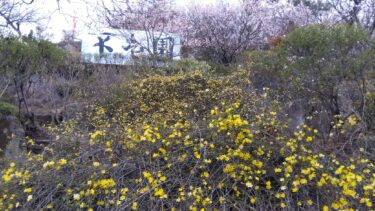 不老園 奥村不老園 開花状況