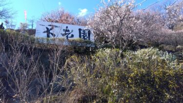 不老園 奥村不老園 開花状況