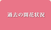 山梨県の梅園・奥村不老園の過去の開花状況