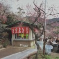 不老園 梅の名所 梅園 山梨県観光 開花情報 おすすめスポット