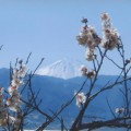 不老園 梅の名所 梅園 山梨県観光 開花情報 おすすめスポット