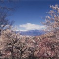 不老園 梅の名所 梅園 山梨県観光 開花情報 おすすめスポット