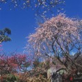 不老園 梅の名所 梅園 山梨県観光 開花情報 おすすめスポット