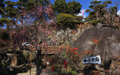 不老園 梅の名所 梅園 山梨県観光 開花情報 おすすめスポット かぶと岩