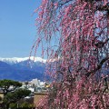 不老園 梅の名所 梅園 山梨県観光 開花情報 おすすめスポット