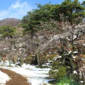 不老園 梅の名所 梅園 山梨県観光 開花情報 おすすめスポット