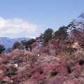 不老園 梅の名所 梅園 山梨県観光 開花情報 おすすめスポット