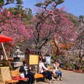 不老園 梅の名所 梅園 山梨県観光 開花情報 おすすめスポット