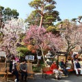 不老園 梅の名所 梅園 山梨県観光 開花情報 おすすめスポット