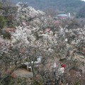 不老園 梅の名所 梅園 山梨県観光 開花情報 おすすめスポット