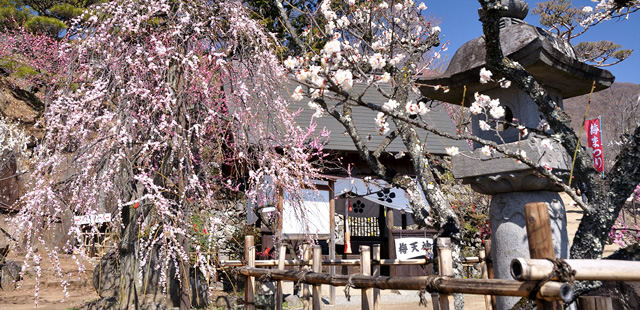 不老園 梅の名所 梅園 山梨県観光 開花情報 おすすめスポット