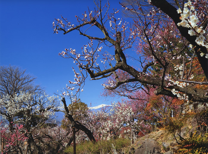 不老園 梅 観光地 山梨 フォトコンテスト 結果