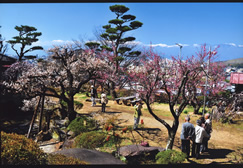 不老園 梅 観光地 山梨 フォトコンテスト 結果