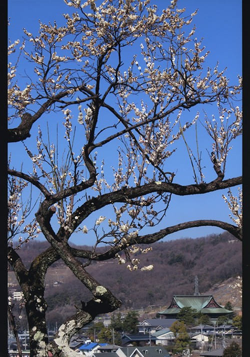 不老園 梅 観光地 山梨 フォトコンテスト 結果