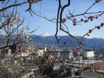 白梅と紅梅と富士山