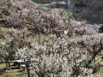 色とりどり、すべての品種が開花