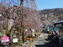 売店前しだれも見頃となりました