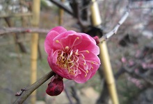 八重寒紅
