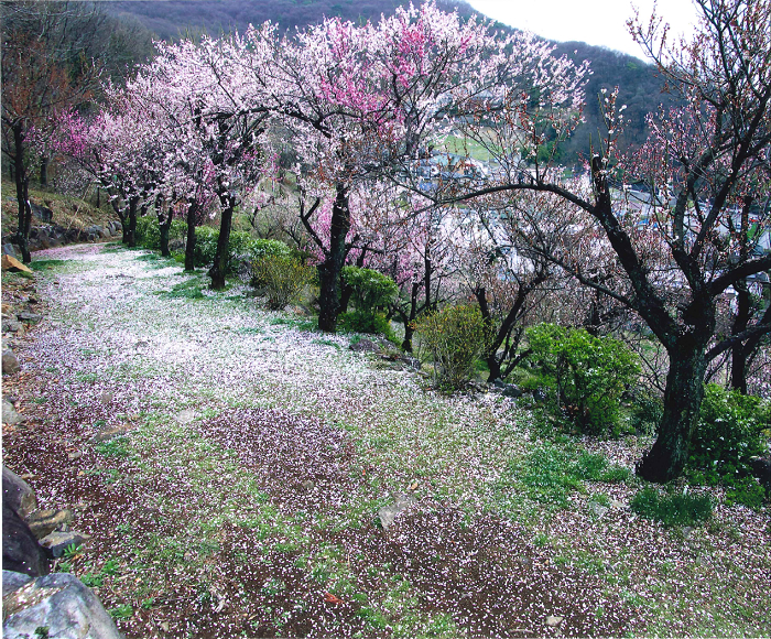 不老園　フォトコンテスト2015