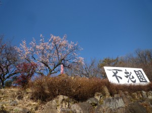 青空に映える「寒紅梅」