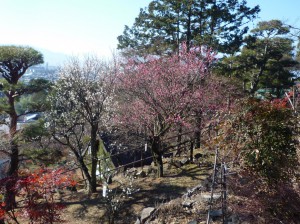 満開の「冬至梅」と「寒紅梅」