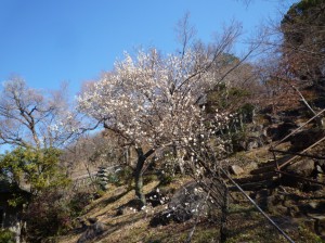 長生閣側の「冬至梅」