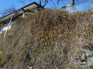 黄色が目につき出した「黄梅」