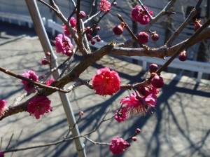 赤の色が鮮やかな「鹿児島紅梅」