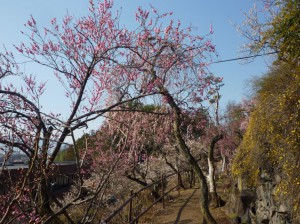 入口付近の「寒紅梅」「黄梅」