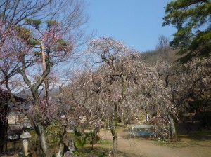 長生閣前庭の「しだれ梅」は満開