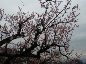 満開の「豊後梅」