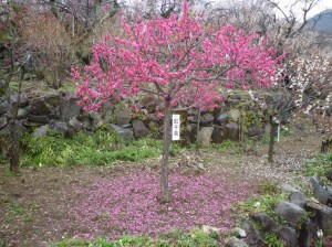 「紅千鳥」も満開です。