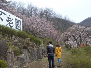 今一番の見頃は「ゆっくり散策コース」の小道です。