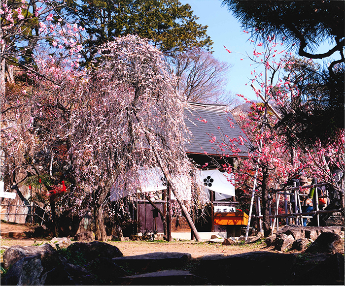 不老園　フォトコンテスト2016