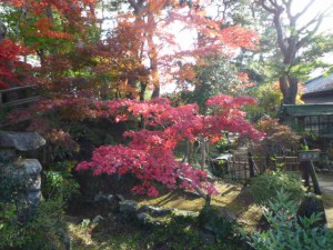 庭園内も色とりどりに