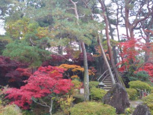 緑とのコントラストが映えます。