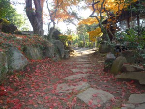 紅いモミジを踏みながら散策を