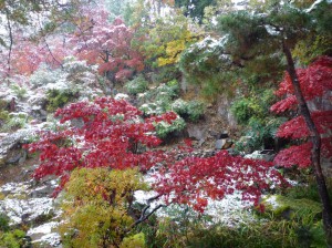 ２４日は５４年ぶりの積雪でした。