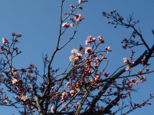 ピンクがかわいい「扇流し」