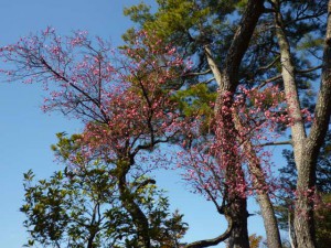 日当たりの良い「寒紅梅」が５分近く咲いています。