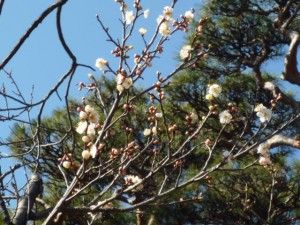 白く可憐な「冬至梅」