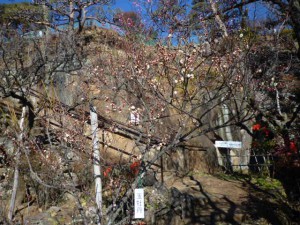 梅天神横の「玉牡丹」も咲き出しました。