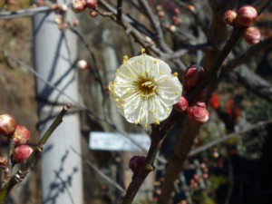 「玉牡丹」の花びらです。