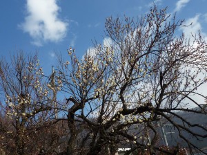 「冬至梅」の白と青空のコントラスト