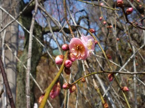 中咲きの「日月しだれ」も一輪、二輪と