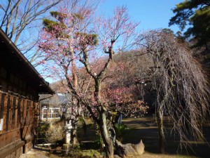 長生閣前の「寒紅梅」もやっと咲き出しました。