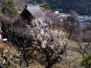 梅天神前の満開の「冬至梅」