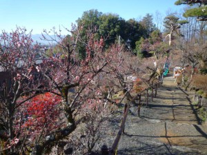 咲き揃う　早咲きの「寒紅梅や扇流し」